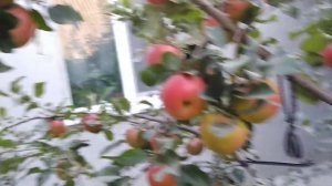 Сорт яблони Ханей Крисп