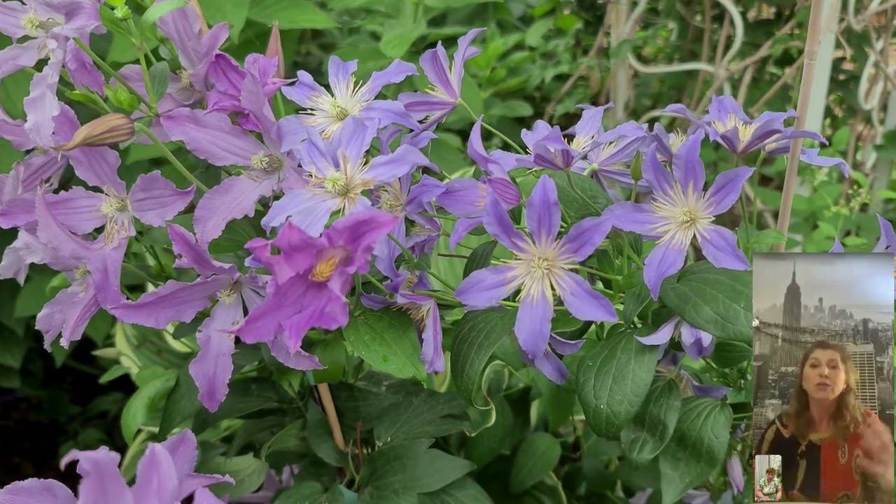 Всё о Клематисах! Прямой эфир. Отвечаю на вопросы. смотреть онлайн