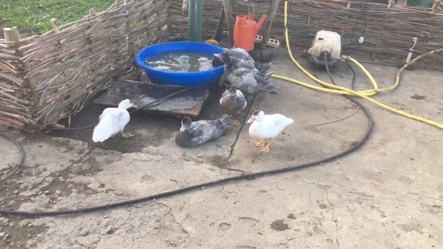 Добрый вечер ! смотреть онлайн