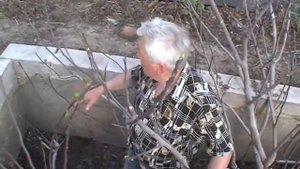 Инжир, выращивание в яме