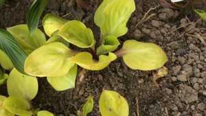 Хоста 'Lemon Snap' #garden #flowers #perennials
