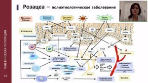 Почему возникает розацеа? Лекция для врачей