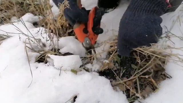 ЯК зимує моя #ДАЧА#САДОВІ роботи у СІЧНІ. Погодували голодних тваринок🙏🐕 смотреть онлайн