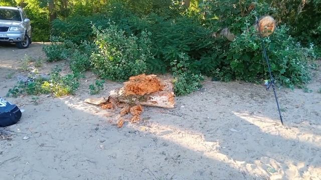 /Р.КУБАНЬ✓/ РЫБАЛКА НА КУБАНИ / НОЧНАЯ РЫБАЛКА/ СОМ✓ смотреть онлайн