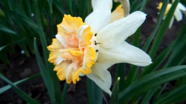 Петит Фо. Махровый нарцисс. смотреть онлайн