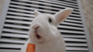 Кролик Моти ест морковку ?