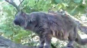 кошки охотятся