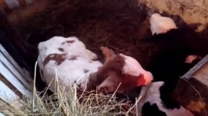 Кормление поросят,с рождения до месяца.?Деревенские хлопоты?