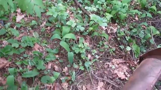 Куча металла в центре леса смотреть онлайн