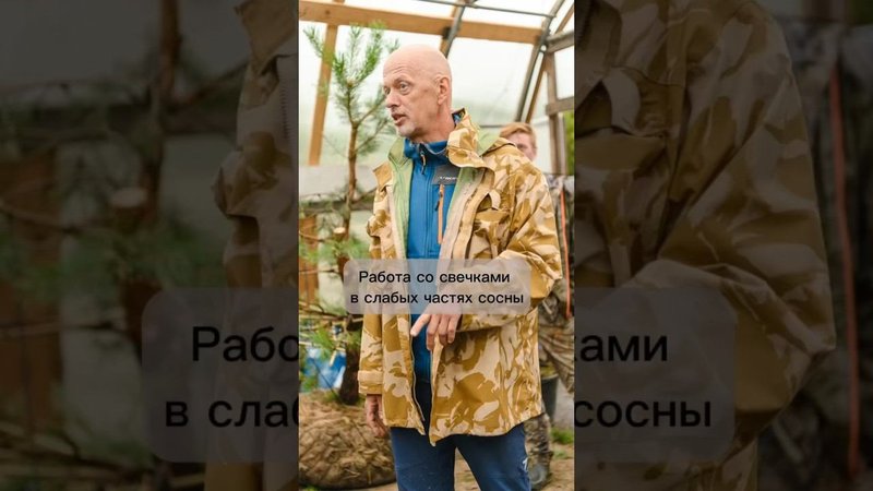 Работа со свечками в слабых частях сосны.