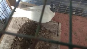 У голубки отказали лапки,почему?