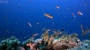 Under red sea 4K 🐠 Exploring Vibrant Coral Reefs, Exotic Fish & Colorful Sea Life in 4K - 4K Video