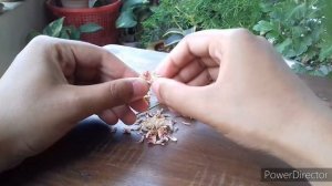 How to Collect VIABLE Gomphrena Seeds // Globe Amaranth Seeds // Gomphrena Plant // Harvest Seeds