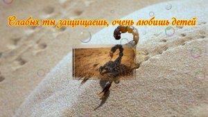С Днем Рождения Скорпион. Поздравление Скорпиону.