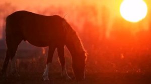 Хор Сретенского монастыря ( Чёрный ворон )