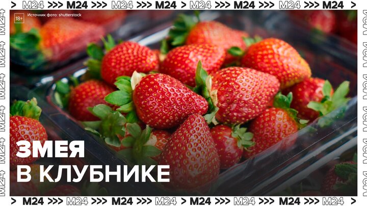 Москвичка обнаружили змею в контейнере с клубникой - Москва 24