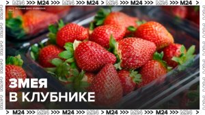 Москвичка обнаружили змею в контейнере с клубникой - Москва 24