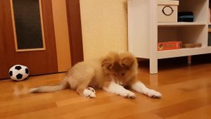 Щенок шелти играет | Смешная озвучка