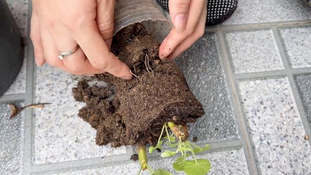 Breeding Pelargonium hortorum flowers, the simple way to make your garden gorgeous смотреть онлайн