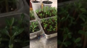 Уход за сеянцами адениума