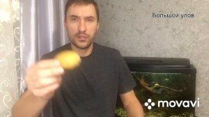 Как хранить мотыля! Мотыль в картошке. Долгое хранения мотыля.