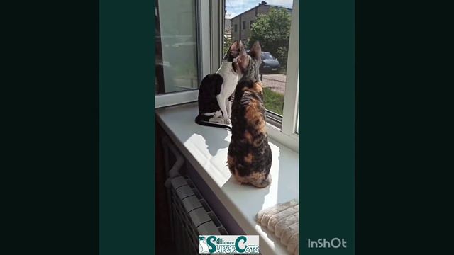 Кошки породы #корниш рекс - питомник Марины Однораловой (Тверь) #supercats