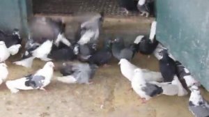 Юра Вовчук. Голуби 0506304631