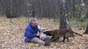 Дрессировка хозяином своей собаки на защиту без фигуранта