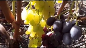 КИШМИШ СТОЛЕТИЕ?