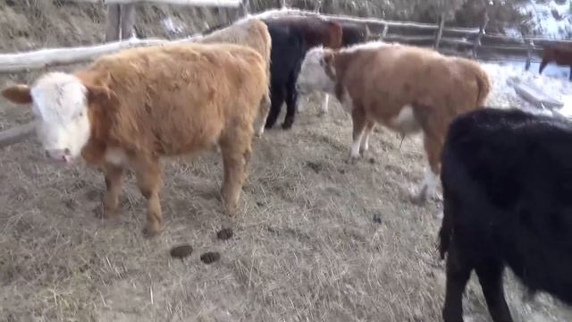 Кастраты дают привес! Вечерняя управка. смотреть онлайн