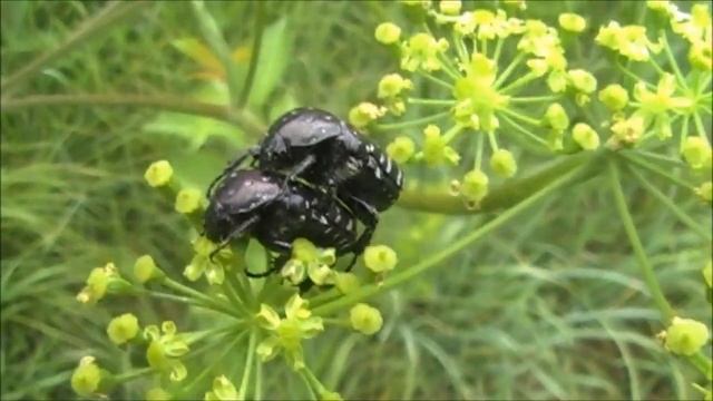 #Футаж. Бронзовка вонючая/#Footage. White spotted rose beetle/Oxythyrea funesta смотреть онлайн