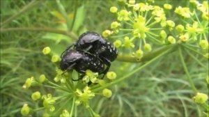 #Футаж. Бронзовка вонючая/#Footage. White spotted rose beetle/Oxythyrea funesta