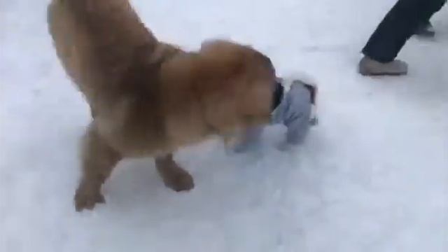 веселые игры щенков! смотреть онлайн