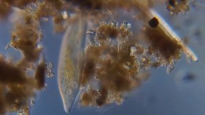 Инфузория туфелька