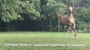 Продажа лошадей арабской породы конефермы Эквилайн, тел., WhatsApp +79883400208 (ЛОРИАН 2018г.р.)