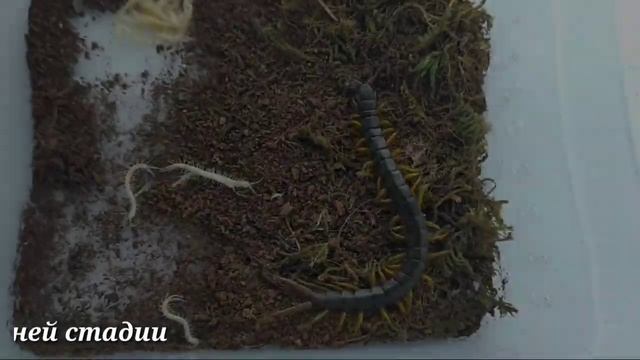 Разведение кольчатой сколопендры (Scolopendra Cingulata)