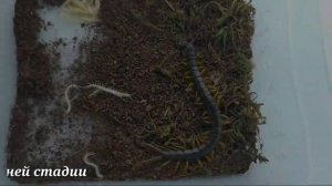 Разведение кольчатой сколопендры (Scolopendra cingulata)