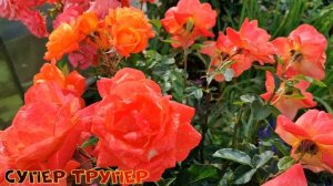 ЦВЕТЕНИЕ РОЗ ПОСЛЕ ЛИВНЕЙ (28.07). Розы Арт Ваза Пич, Ред Пиано, Мисс Диор, Маржолен