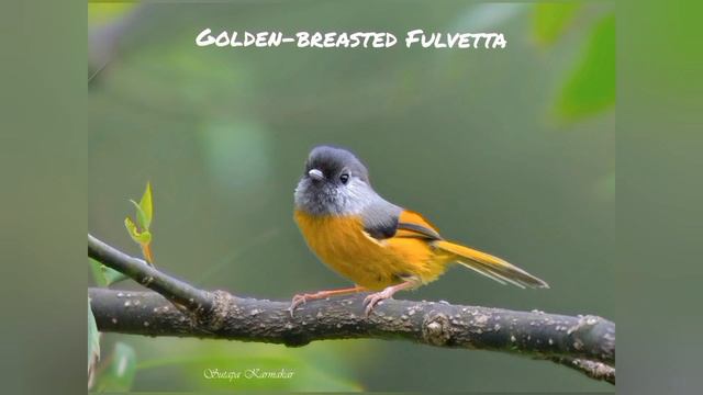 Vlog 3: Bird & Wildlife Photography | Sikkim | Okhrey | Hilley | Barsey Rhododendron Sanctuary смотреть онлайн