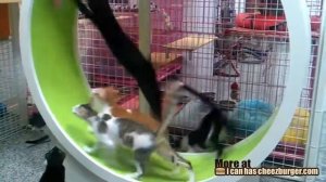 коты в колесе