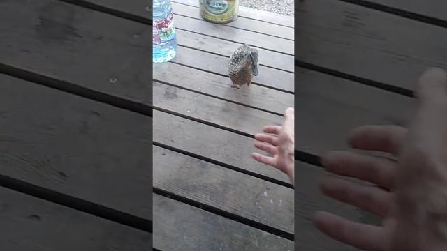 Моя "домашняя" дикая утка смотреть онлайн