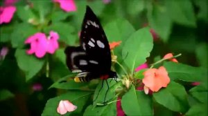 10 САМЫХ ГИГАНТСКИХ БАБОЧЕК в мире