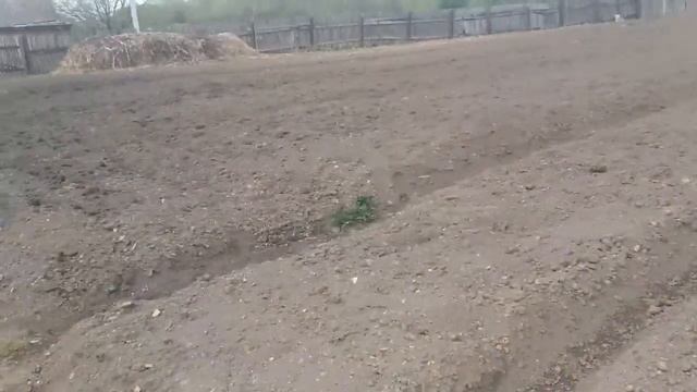 Посадили картошку