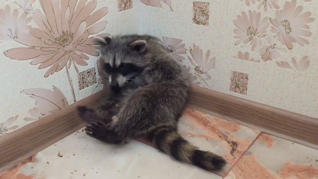 ЕНОТ ЕСТ ПЕЧЕНЬКУ. Видео вызывает улыбку! смотреть онлайн