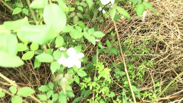 Clématite des montagnes 'Clematis montana Mayleen' les pétales en velours parfument tout autour смотреть онлайн