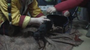 ВЯЗКА СОБАК породы той-терьер. Помощь инструктора с разъяснениями.