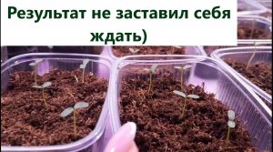 Семена катарантуса результат всходов на 5 день. Укорененные черенки катарантуса.