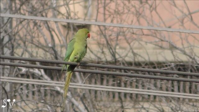 Psittacula krameri / "Потерялася я" . Ожере́ловый попуга́й Кра́мера/ תוכי משועמם смотреть онлайн