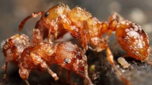 Клещи на муравьях!Кто они такие?Как избавиться?