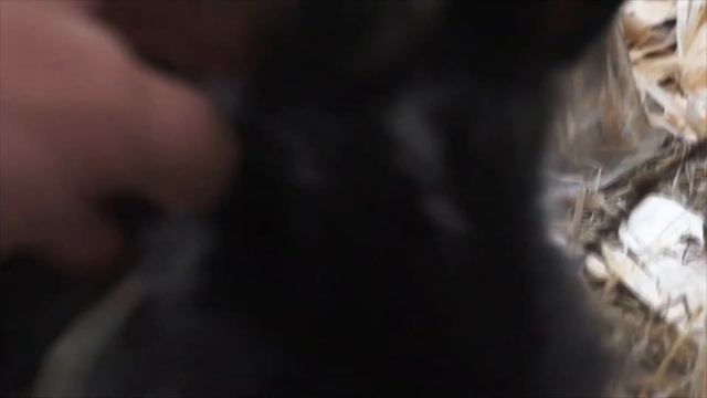 Контактный зоопарк "Страна Енотия" смотреть онлайн